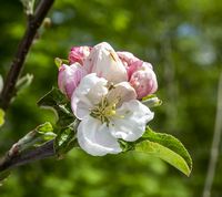 Kundby æbleblomst